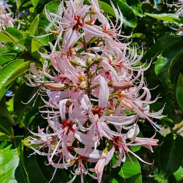 Calodendrum capense Blomma