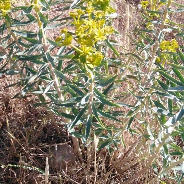 Euphorbia macroclada Blatt