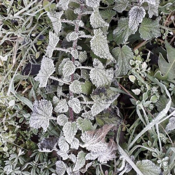 Urtica dioica Leaf