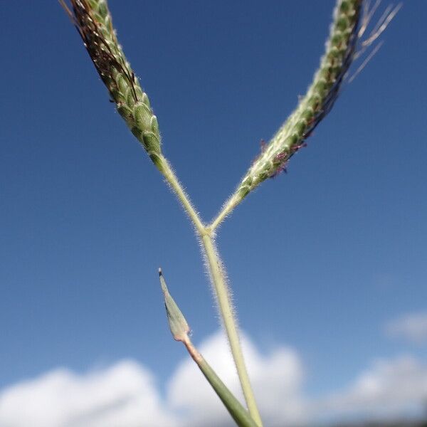 Dichanthium aristatum 花