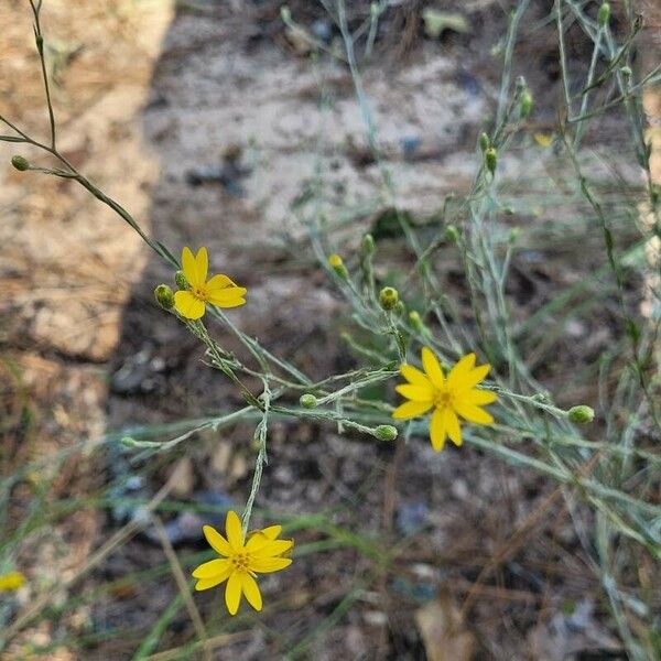 Pityopsis graminifolia Flower