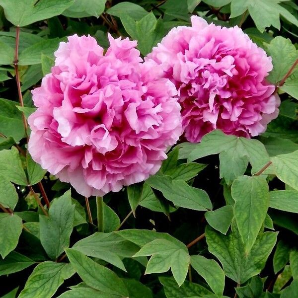 Paeonia × suffruticosa Квітка