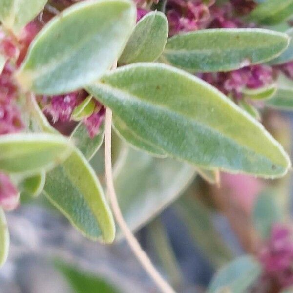 Amaranthus blitoides Leaf