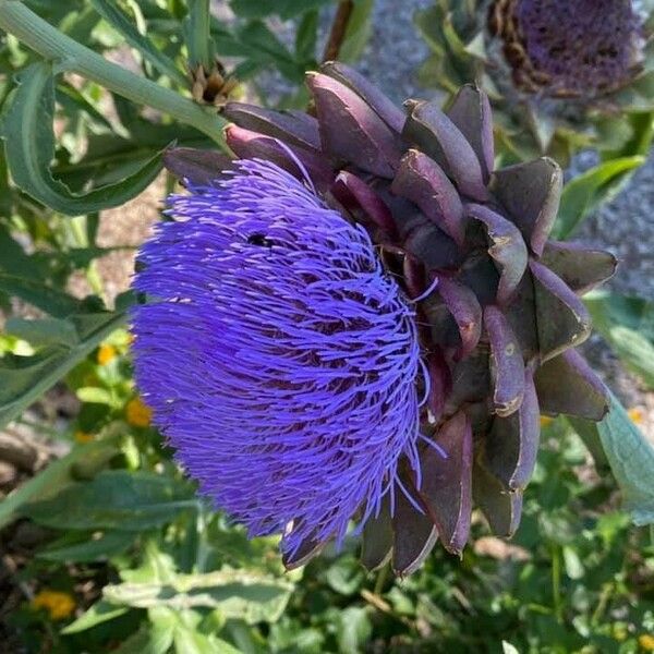 Cynara cardunculus Квітка