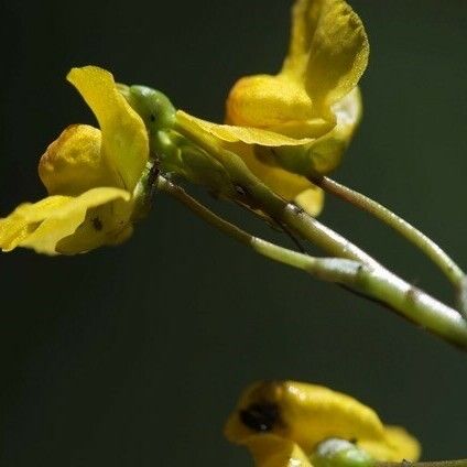 Utricularia australis Blomma