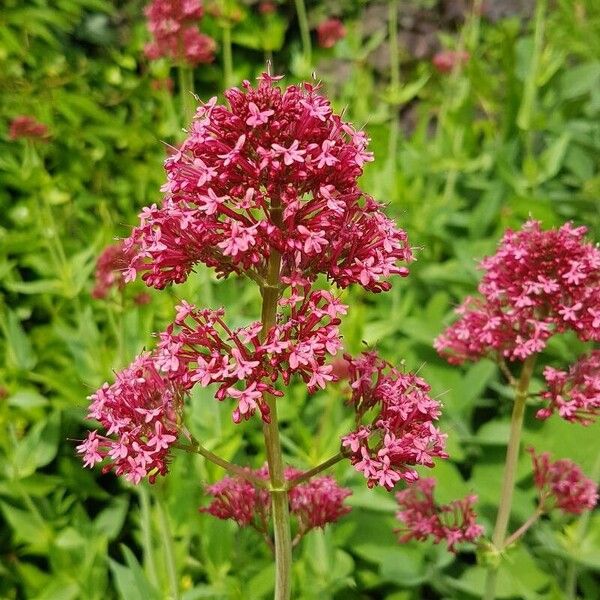 Valeriana lecoqii Kvet