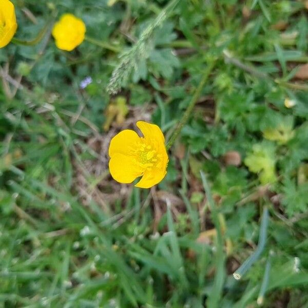 Ranunculus macrophyllus Fleur