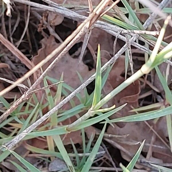 Dianthus scaber 葉