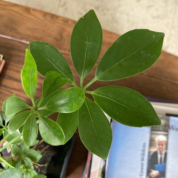 Heptapleurum arboricola Leaf