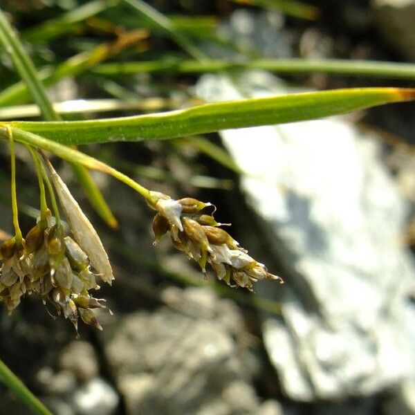 Carex capillaris Flower