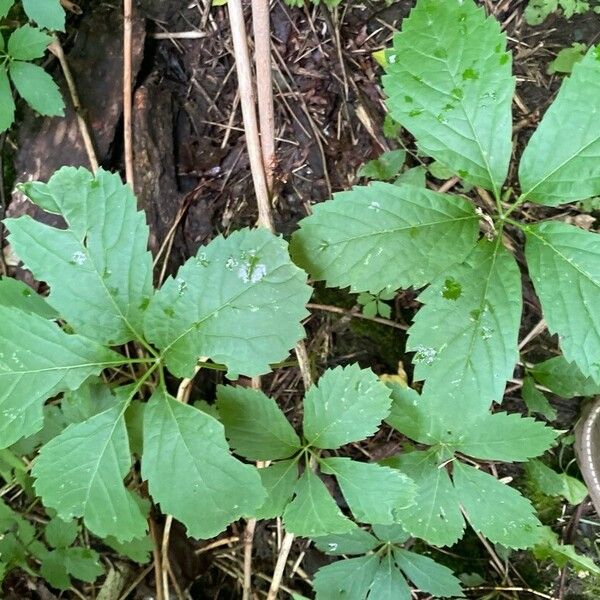 Panax quinquefolius Blad