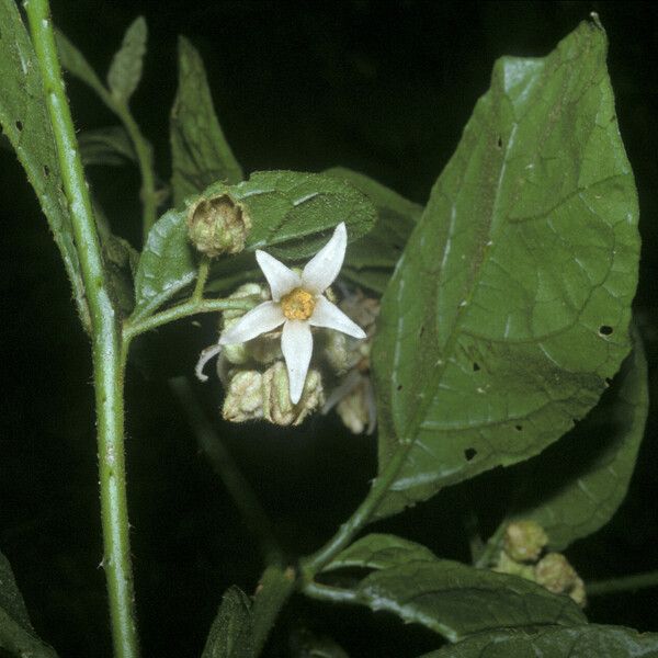 Solanum leucopogon Кветка