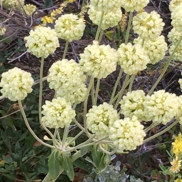 Eriogonum heracleoides Flower