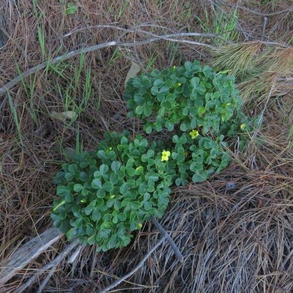 Oxalis megalorrhiza (Fleshy yellow-sorrel)