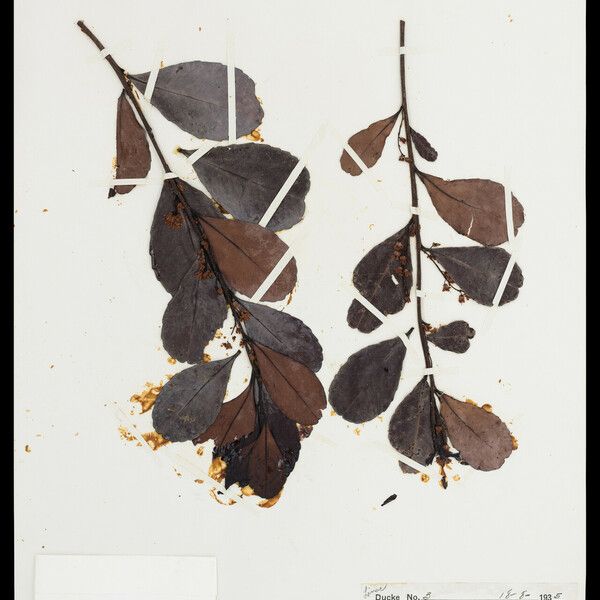 Ochthocosmus barrae 葉