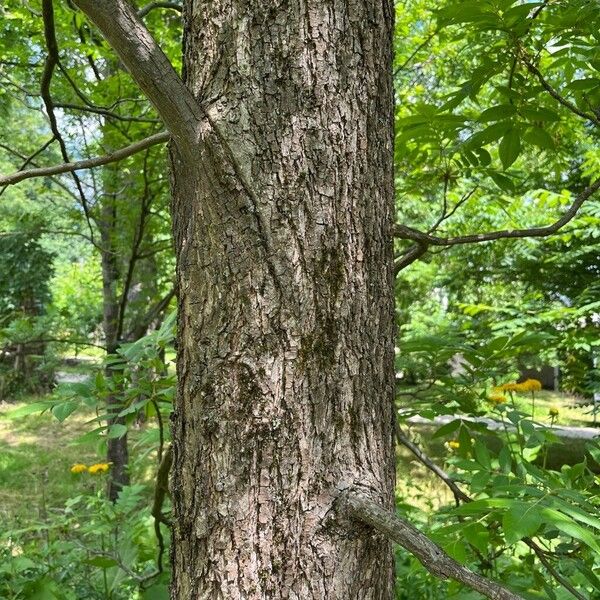 Carya illinoinensis Bark