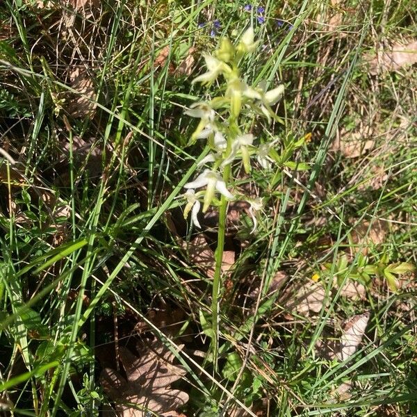 Platanthera bifolia Habitus