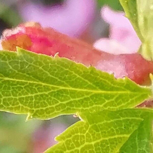 Prunus prostrata Leaf