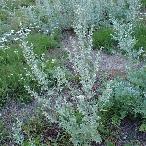 Artemisia absinthium عادت