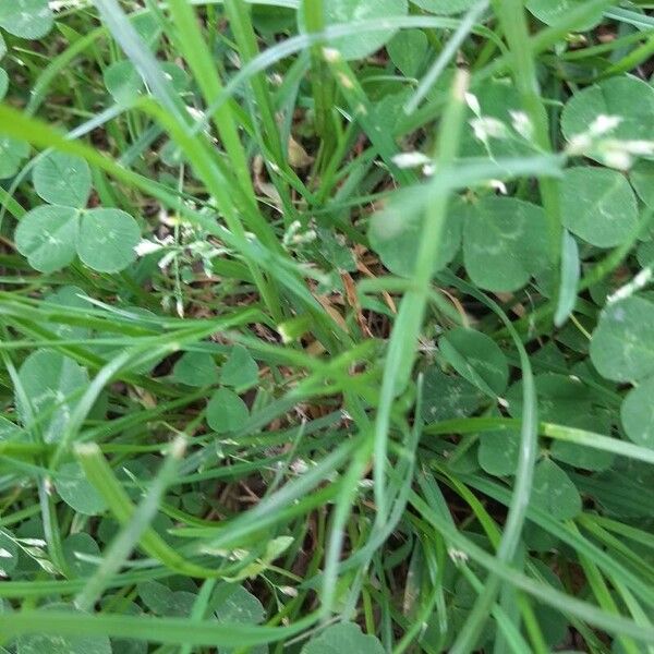 Poa annua Leaf