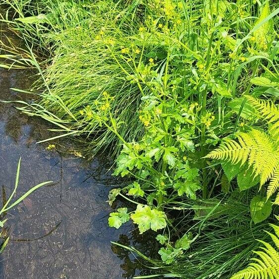 Ranunculus sceleratus Hostoa