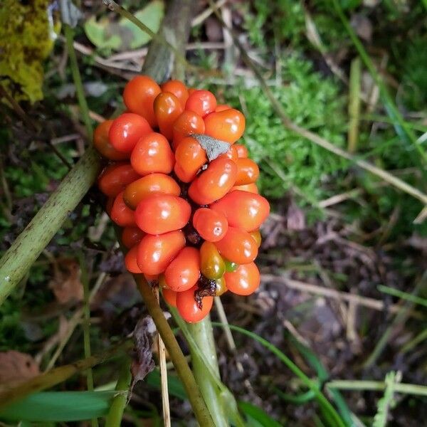 Arisaema triphyllum Frukt