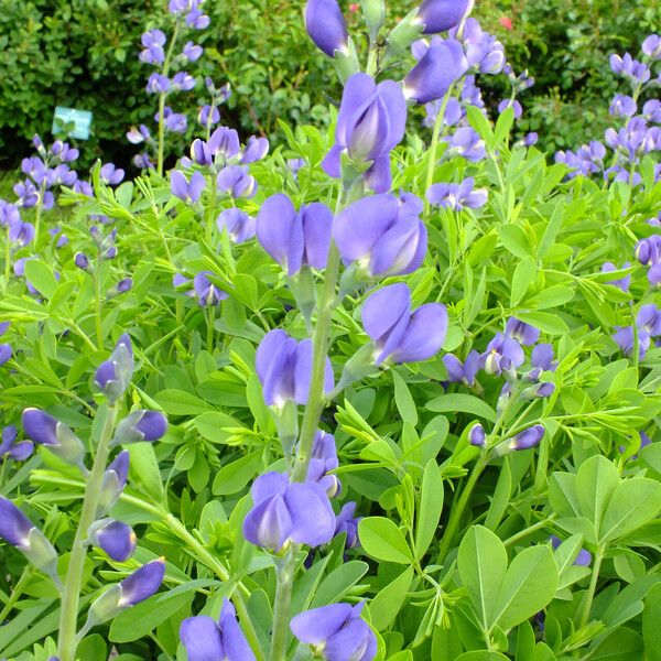 Baptisia australis फूल