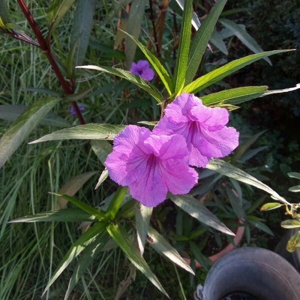 Ruellia simplex 花