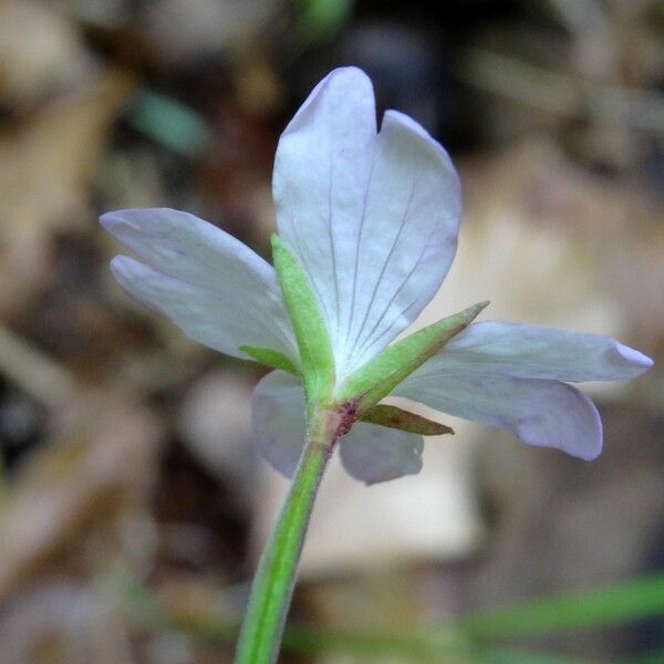 Epilobium montanum Blüte