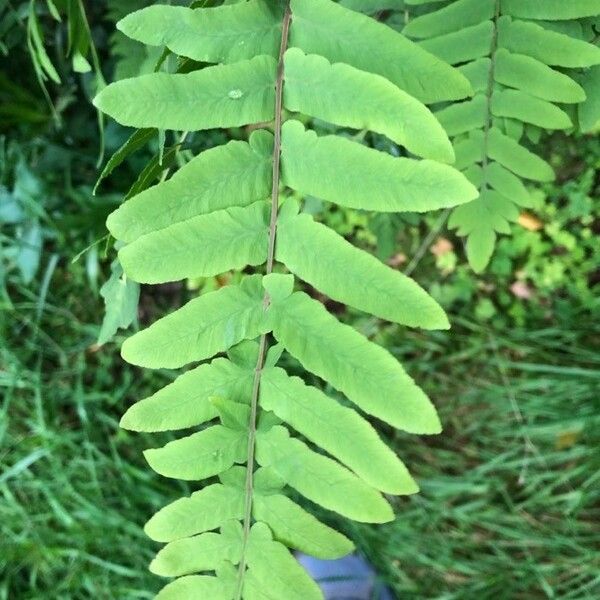 Osmunda regalis Blatt