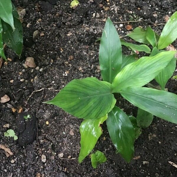 Alpinia zerumbet Foglia