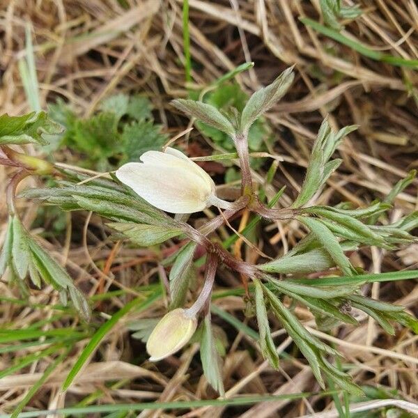 Anemone quinquefolia Leaf