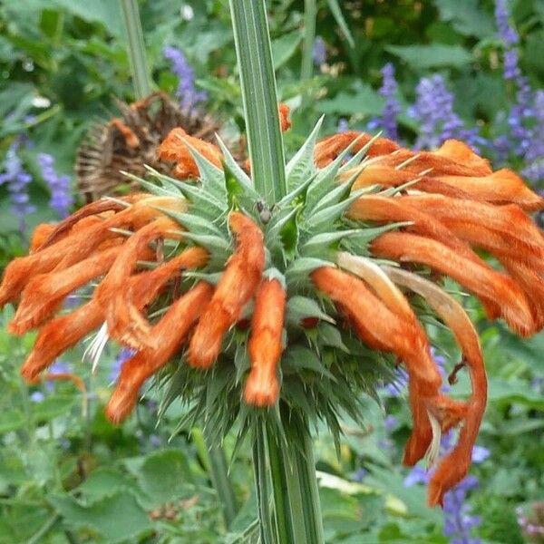 Leonotis nepetifolia Flower