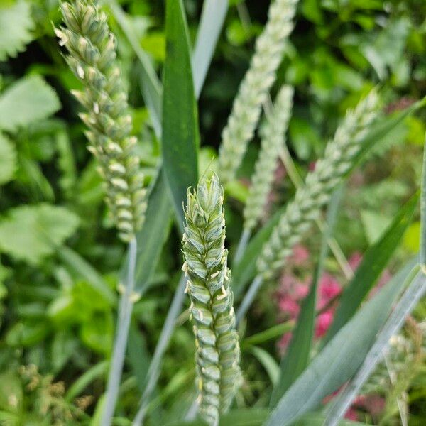 Triticum aestivum Habit