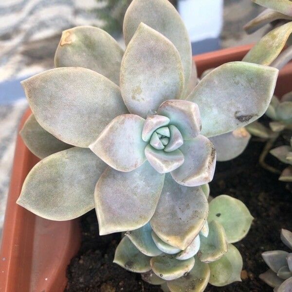 Graptopetalum paraguayense Leaf