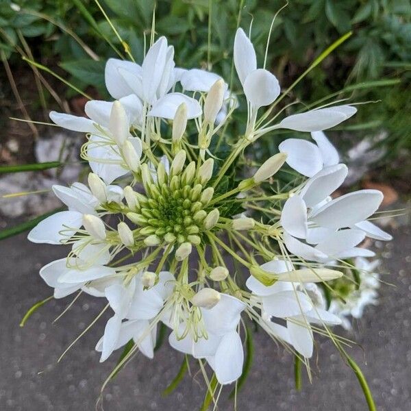 Cleome speciosa Кветка