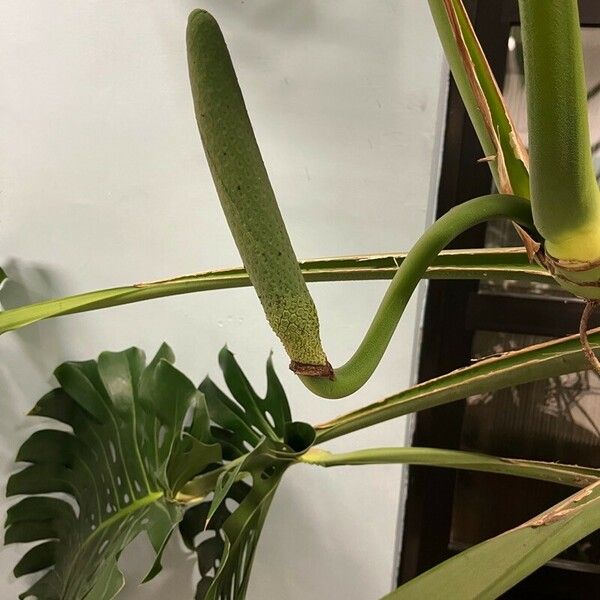 Monstera deliciosa Yaprak