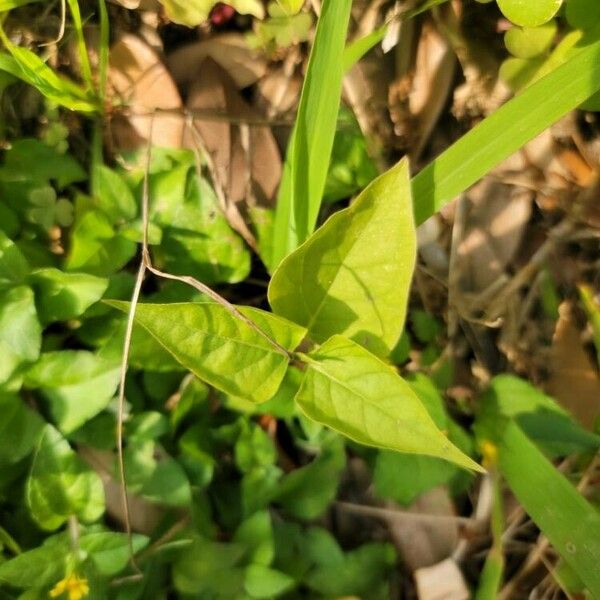 Calyptocarpus vialis Leaf