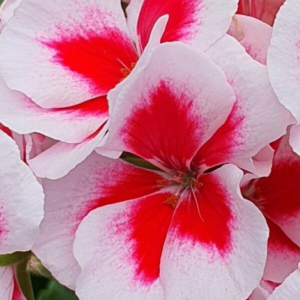 Pelargonium inquinans Lorea