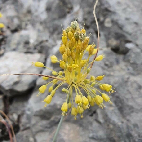 Allium flavum Kukka