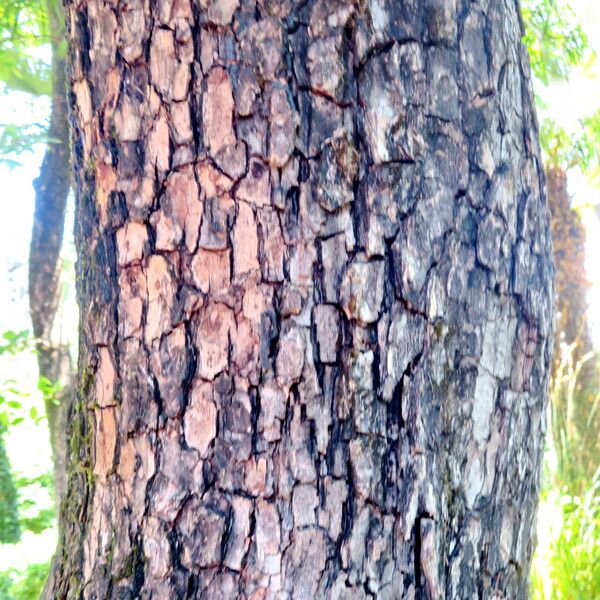 Diospyros kaki Bark