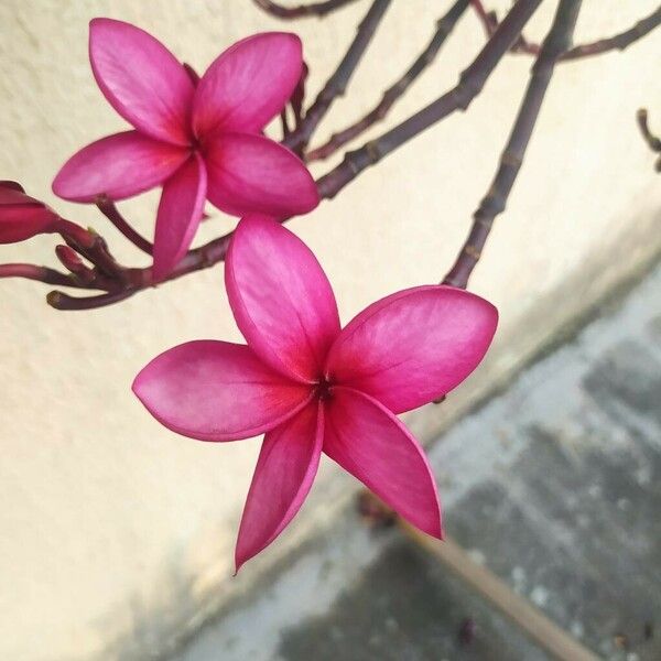 Plumeria rubra Flower