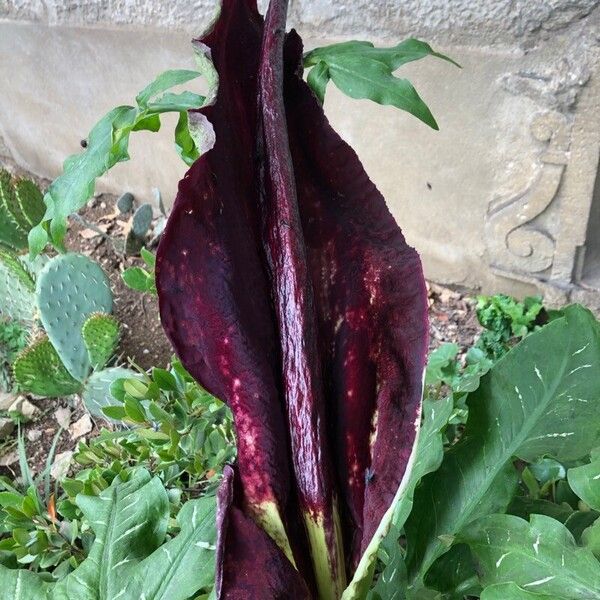 Dracunculus vulgaris Frukt