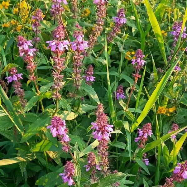 Stachys palustris موطن