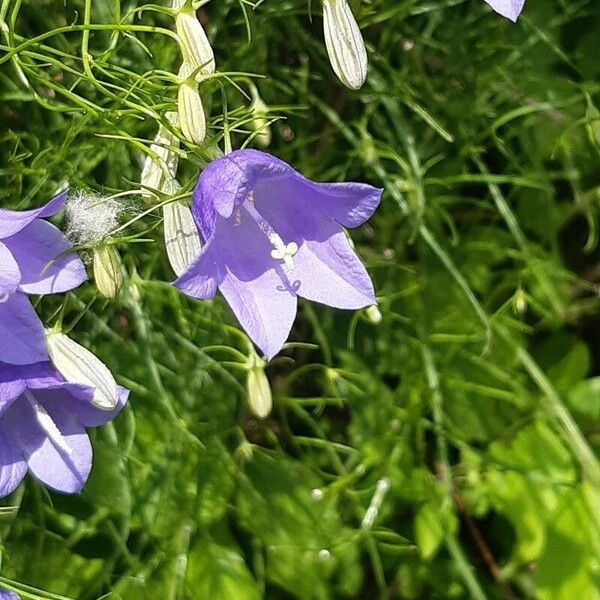 Campanula carnica Floare