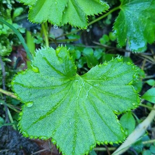 Alchemilla glabra Foglia