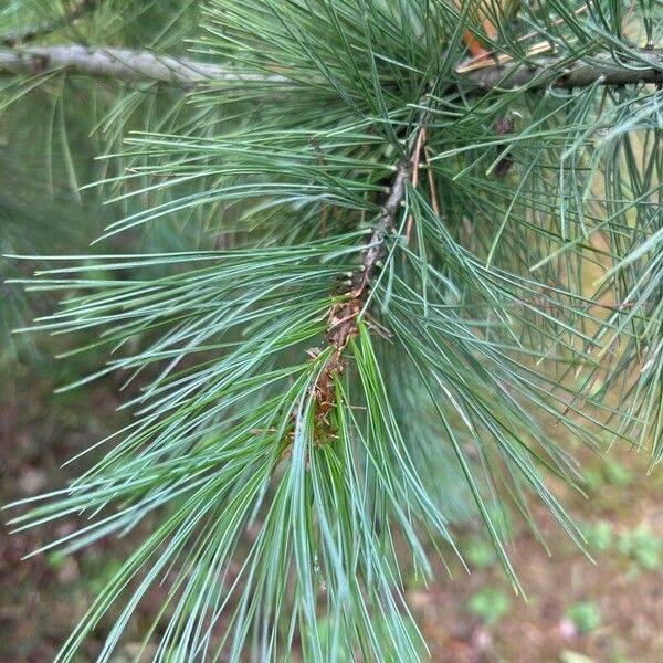 Pinus flexilis 葉