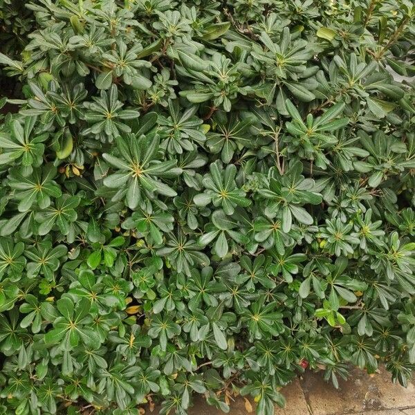 Pittosporum heterophyllum Folha