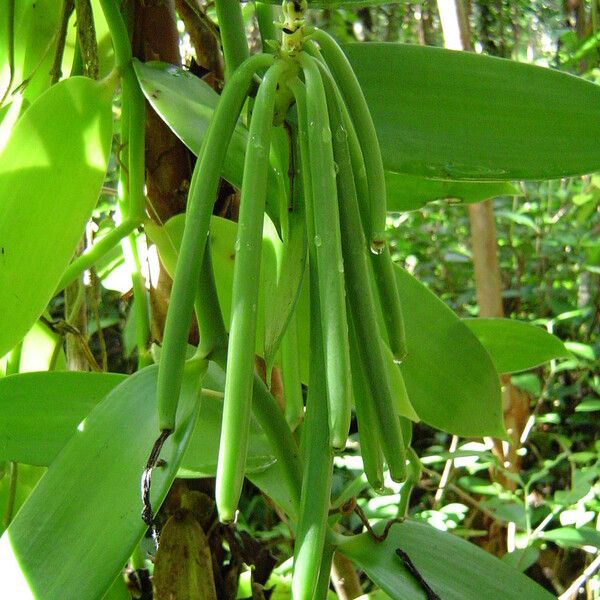 Vanilla planifolia Fruct