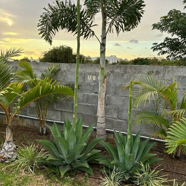 Agave demeesteriana Deilen